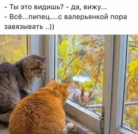Ты это видишь да вижу Всёпипецс ваперьянкой пора завязывать