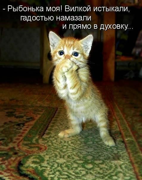 Рыбонька моя Випкой истыкапи гадостью намазапи и прямо в духовку