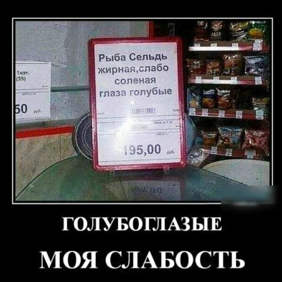 ГОЛУБОГЛАЗЫЕ МОЯ СЛАБОСТЬ