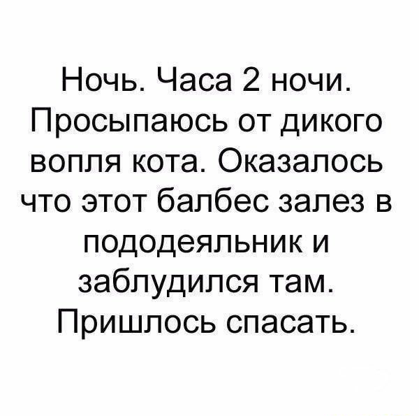 Ночь Часа 2 ночи Просыпаюсь от дикого вопля кота Оказалось что этот балбес залез в пододеяльник и заблудился там Пришлось спасать