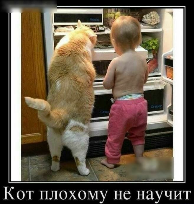 Кот плохому не научит