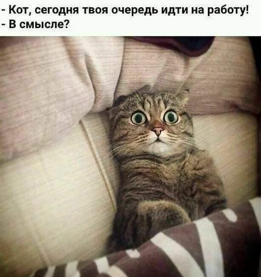 Кот сегодня твоя очередь идти на работу В смысле