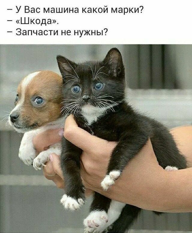 У Вас машина какой марки Шкода Запчасти не нужны