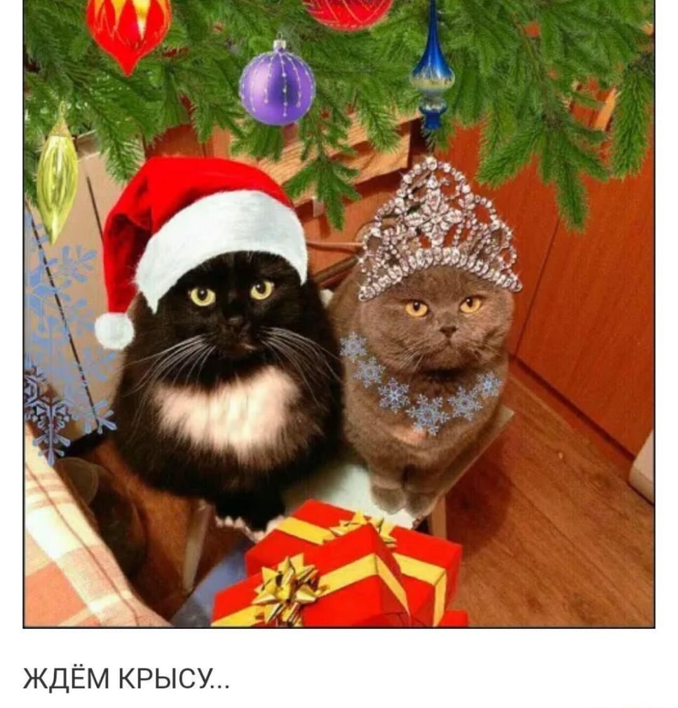 ЖДЁМ КРЫСУ