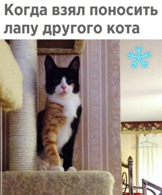 Когда взял поносить лапу другого кота