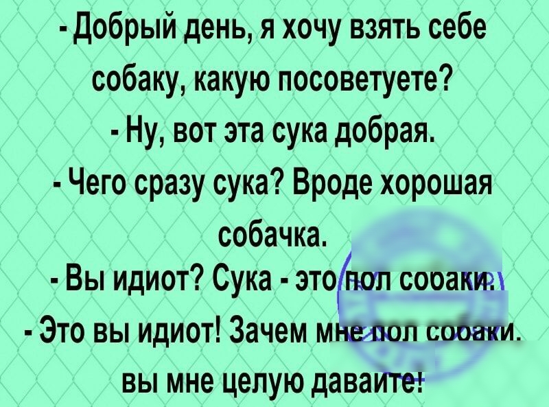 Добрый день я хочу взять себе собаку какую посоветуете Ну вот эта сука добрая Чего сразу сука Вроде хорошая собачка Вы идиот Сука этонил сооактт Это вы идиот Зачем мтввол совет вы мне целую даваитет