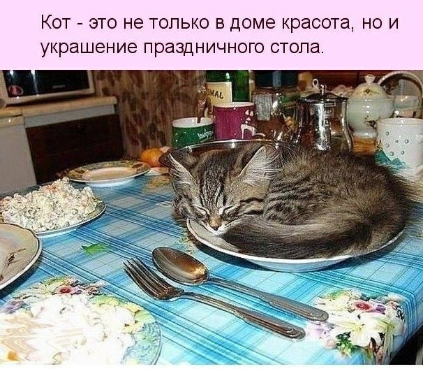 КОТ ЭТО не ТОПЬКО В ДОМЕ красота НО И украшение ПраЗДНИЧНОГО стопа