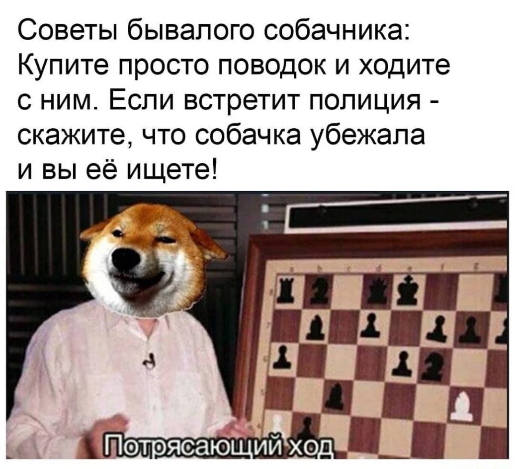 Советы бывалого собачника Купите просто поводок и ходите с ним Если встретит полиция скажите что собачка убежала и вы её ищете