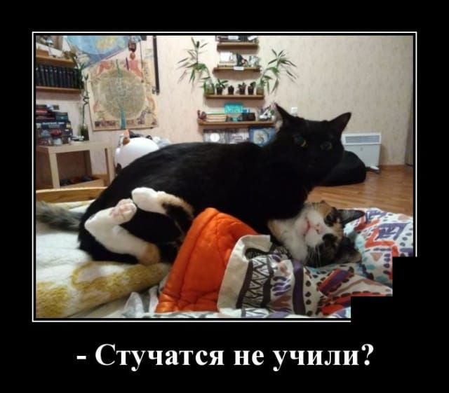 Стучатся не учили