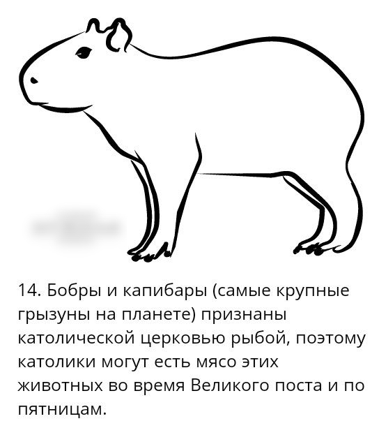 14 Бобры и капибары самые крупные грызуны на планете признаны католической церковью рыбой поэтому католики могут есть мясо этих животных во время Великого поста и по пятницам