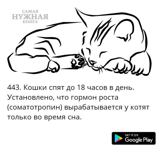 іЁЁЦЁё 443 Кошки спят до 18 часов в день Установлено что гормон роста соматотропин вырабатывается у котят только во время сна