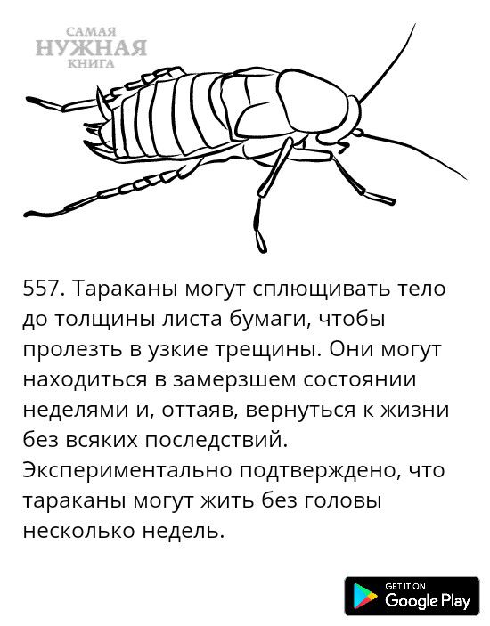 557 Тараканы могут сплющивать тело до толщины листа бумаги чтобы пролезть в узкие трещины Они могут находиться в замерзшем состоянии неделями и оттаяв вернуться к жизни без всяких последствий Экспериментально подтверждено что тараканы могут жить без головы несколько недель 0912 Рау