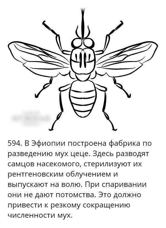 594 В Эфиопии построена фабрика по разведению му цеце Здесь разводят самцов насекомого стерилизуют и рентгеновским облучением и выпускают на волю При спаривании они не дают потомства Это должно привести к резкому сокращению численности му