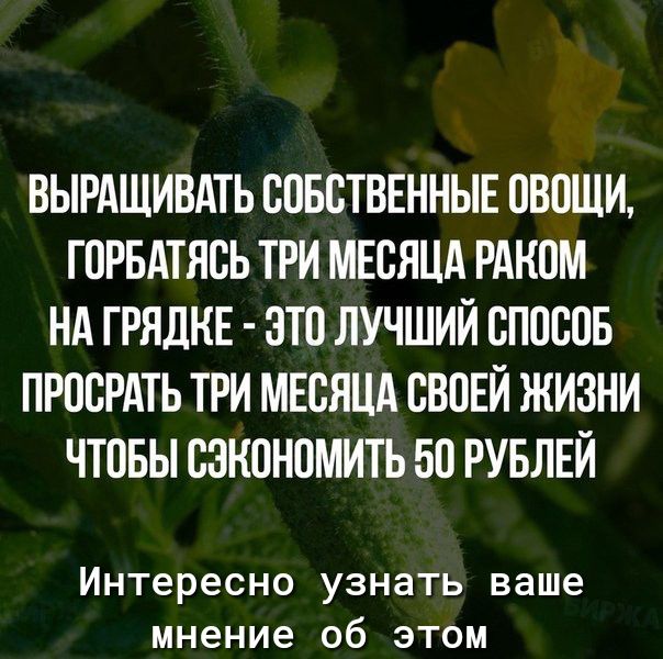 ВЫРАЩИВАТЬ СОБСТВЕННЫЕ ОВОЩИ ГОРБАТЯСЬ ТРИ МЕСЯЦА РАКОМ НА Г РЯДНЕ ЭТО ЛУЧШИЙ СПОСОБ ПРОСРАТЬ ТРИ МЕСЯЦА СВОЕЙ ЖИЗНИ ЧТОБЫ СЭНОНОМИТЬ БО РУБЛЕЙ Интересно узнать ваше мнение об этом
