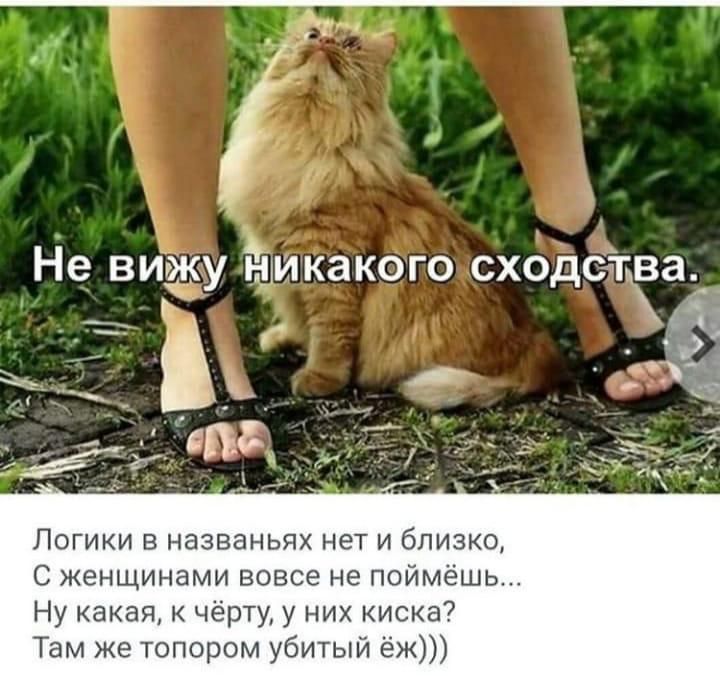Не ВИЖУ НМКЭКОГО СХОДСБВЭ Логики в названьях нет и близко С женщинами вовсе не поймёшь Ну какая чёрту у них киска Там же топором убитый ёж
