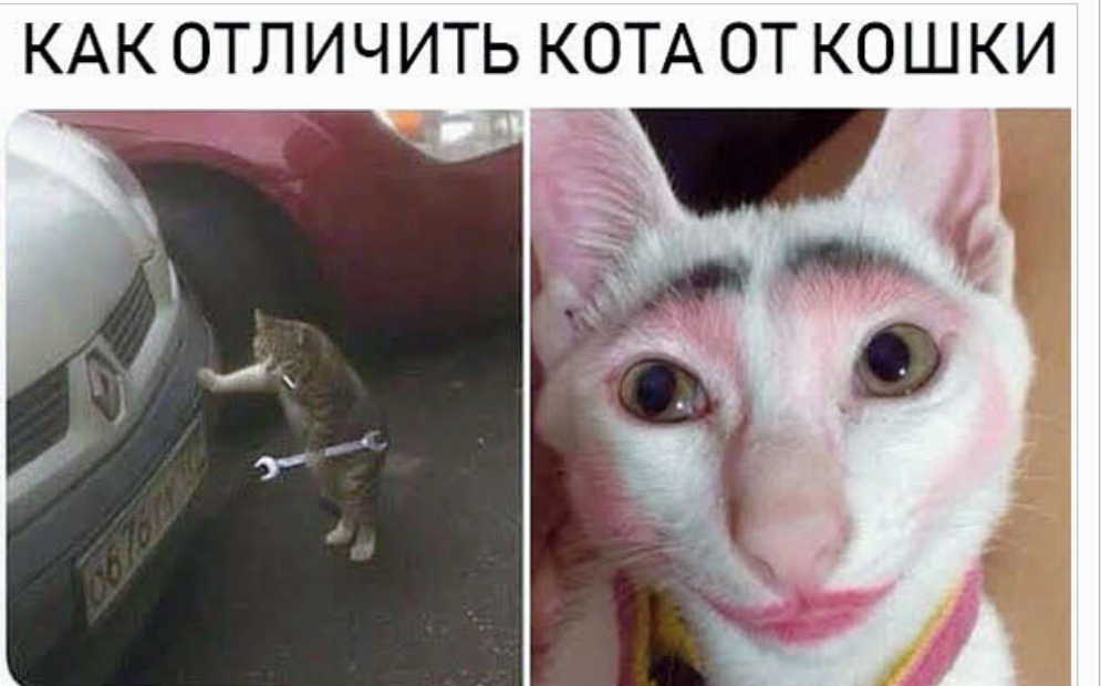 КАК ОТЛИЧИТЬ КОТА ОТ КОШКИ
