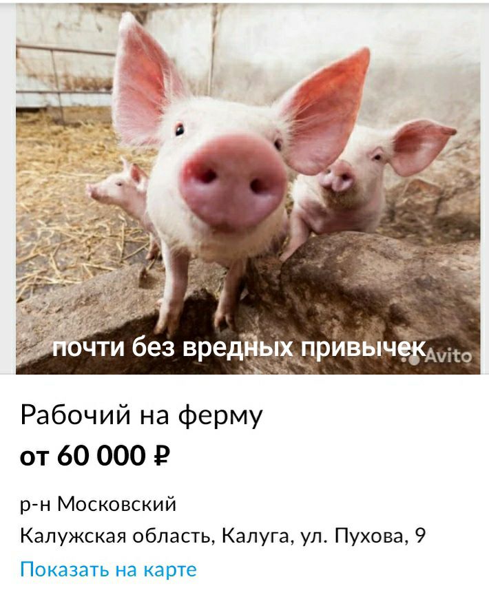 і ч чти без вред_ьп__11ривЬпчцомго Рабочий на ферму от 60 000 Р рн Московский Калужская область Калуга уп Пухова 9 Показать на карте