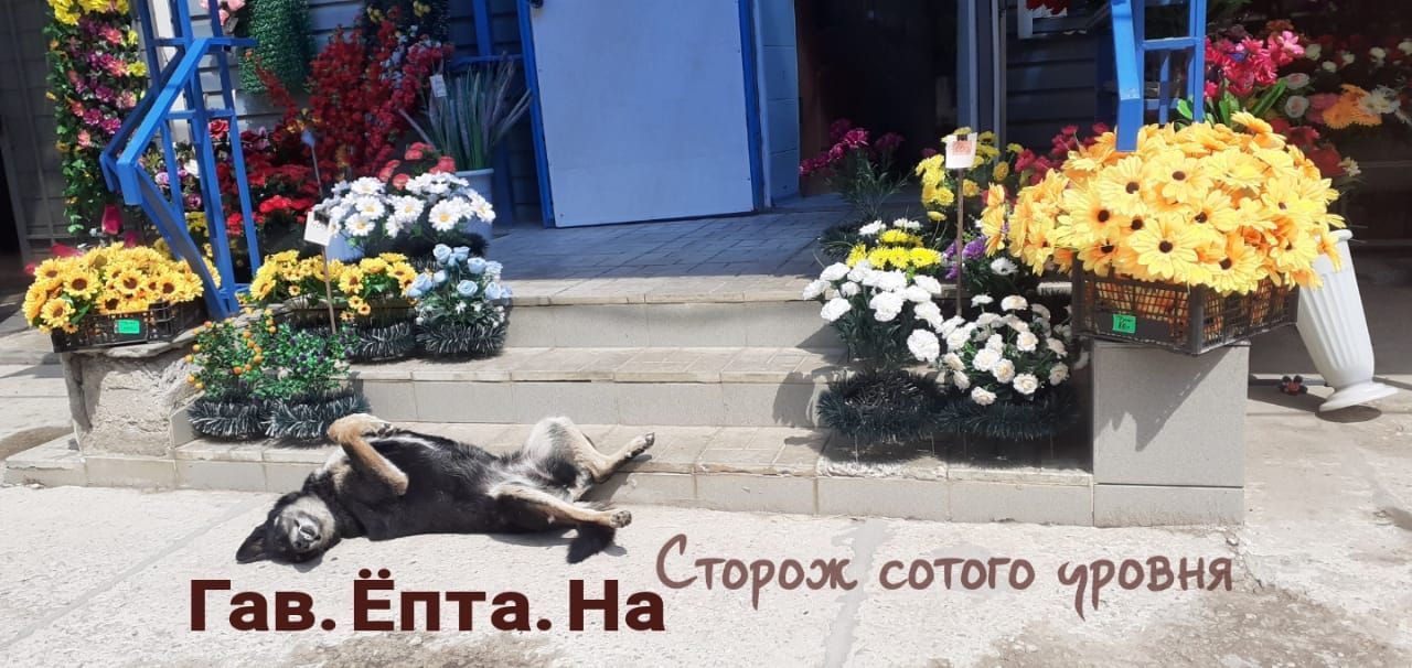 Гав Ёпта наСшуол стого тижня