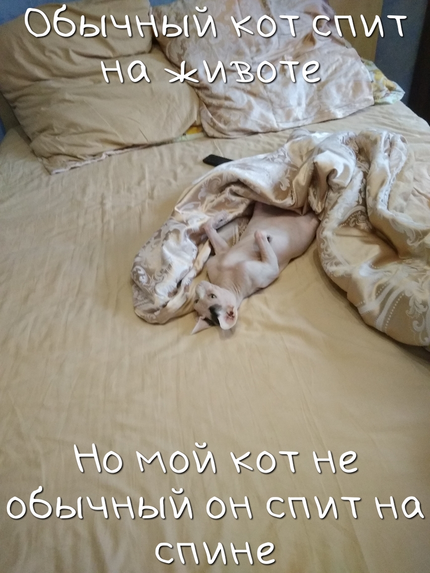 _ О МОЙ кот не жёычігхыбх он спит НЙ дёгьхухаг