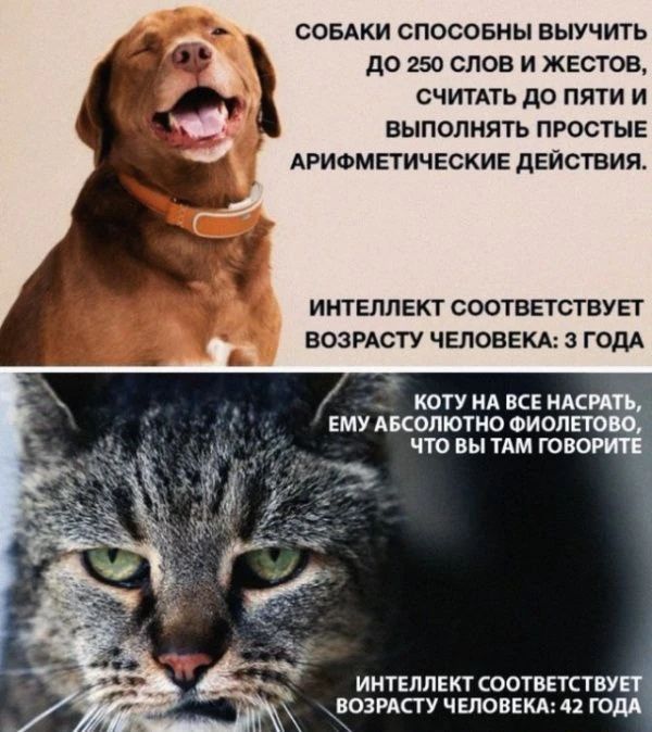 СОБАКИ СПОСОБНЫ ВЫУЧИТЬ до 250 СЛОВ И ЖЕСТОВ считмь до пяти и ВЫПОЛНЯТЬ ПРОСТЫЕ АРИФМПИЧЕСКИЕ дЕЙСТБИЯ ИНТЕЛЛЕКТ СООТВЕТСТБУЕТ возисту ЧЕЛОВЕКА годА коту НА ВСЕ Асищ ЕМУ Акопютно Фиоп что вы им тово иитмлккт сионистыпз родину ЧЕЛОВЕКА п голд