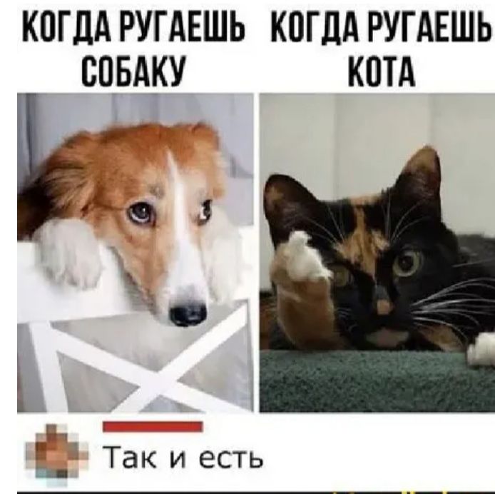 КОГДА РУГАЕШЬ КПГЛА РУГАЕШЬ СОБАКУ КПТА _ д а а __ Так и ЕСТЬ