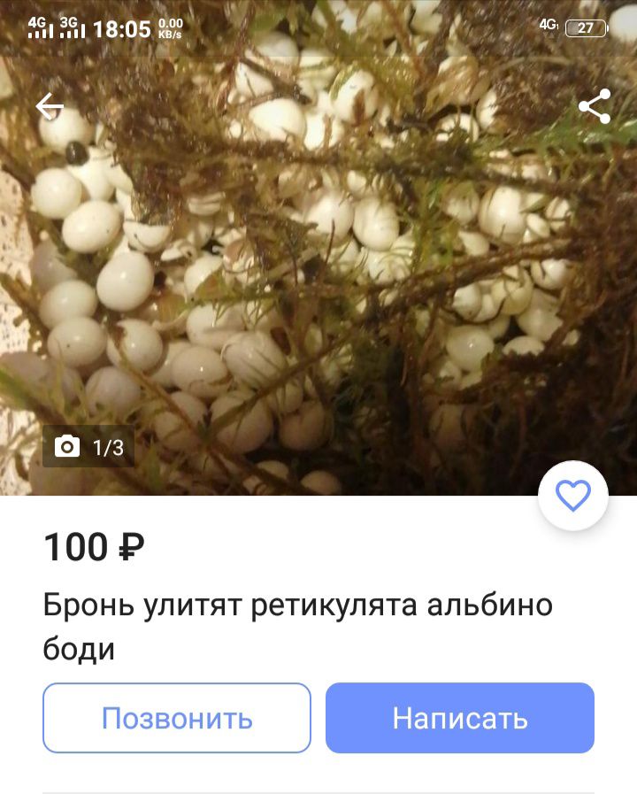 Броньулитятретикулятаальбино боди Позвонить Написать
