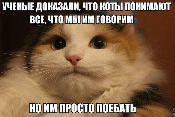 УЧЕНЫЕ донцздпи ЧП ЮТЬ понимают ВСЕ ЧП ИШИМ ППЮРИМ ППШПШЩП ППЕБМЬ