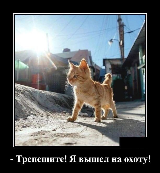 Трепещите Я вышел на охоту