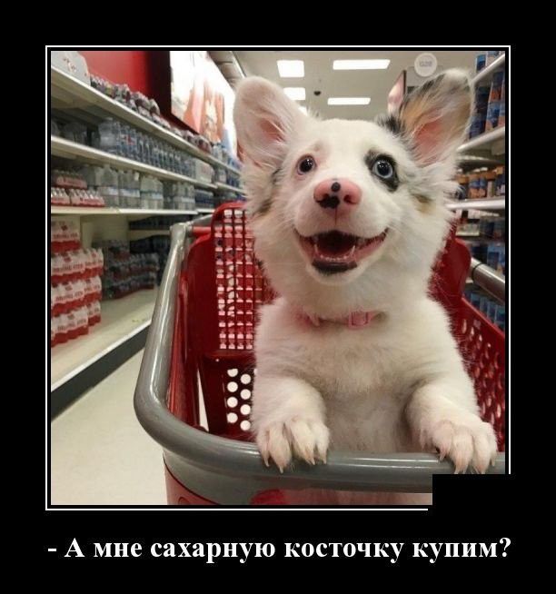 А мне сахарную косточку купим