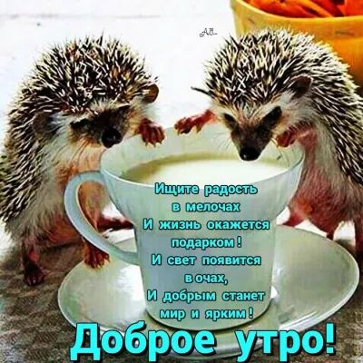 выши Шшшпэшшцхш я Ю_пшшпт пыщ ш
