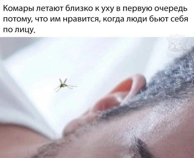 Комары летают близко к уху в первую очередь потому что им нравится когда люди бьют себя по пицу_
