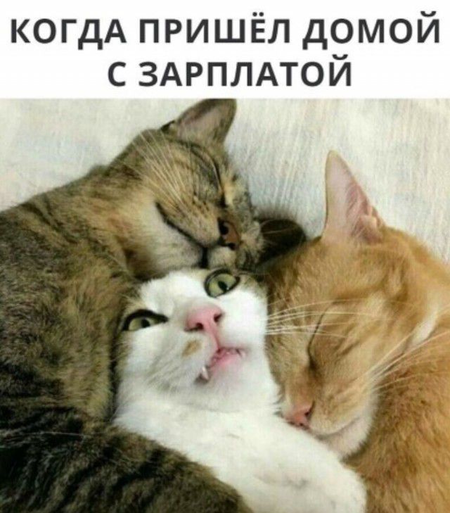 КОГДА пришёл домой с ЗАРПЛАТОЙ