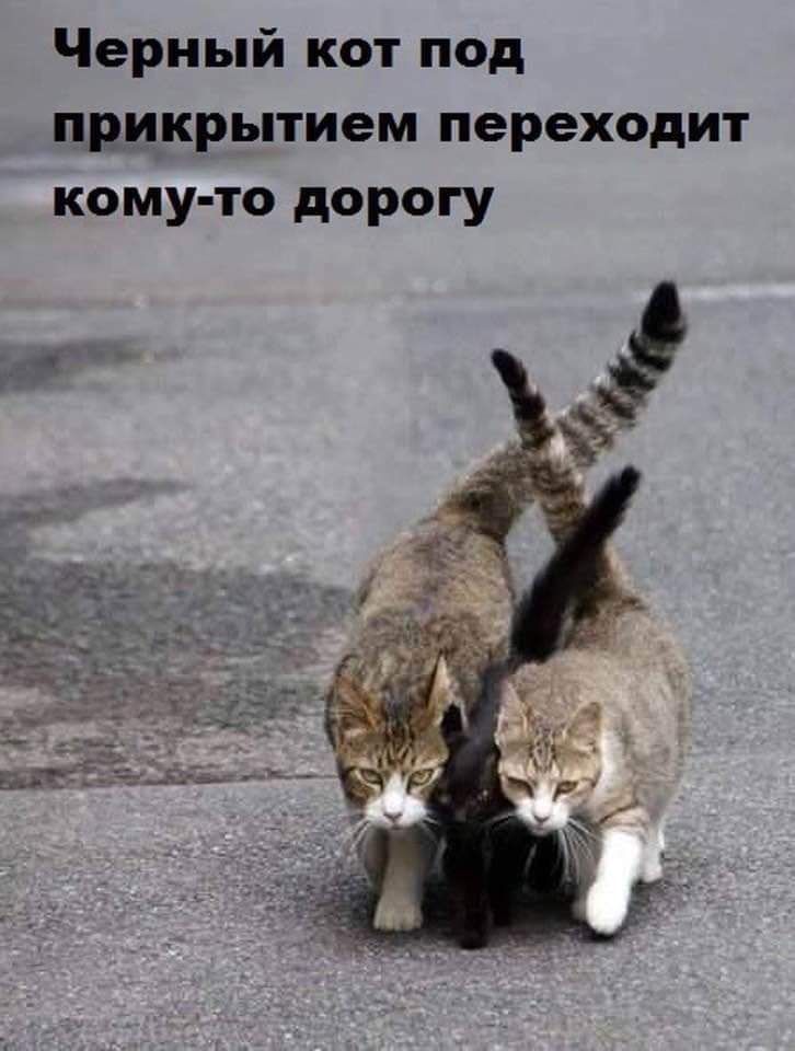 Черный кот под прикрытием переходит кому то дорогу