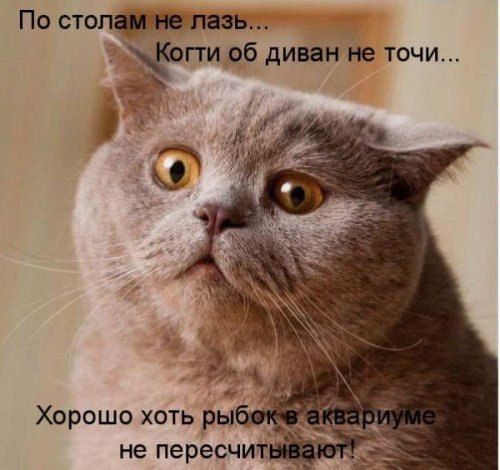 По стопжппвэь пгги об диван не точи Хорошо хоть ры не пересчит