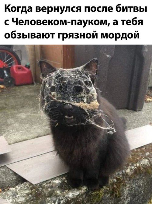 Когда вернулся после битвы с Человеком пауком а тебя обзывают грязной мордой