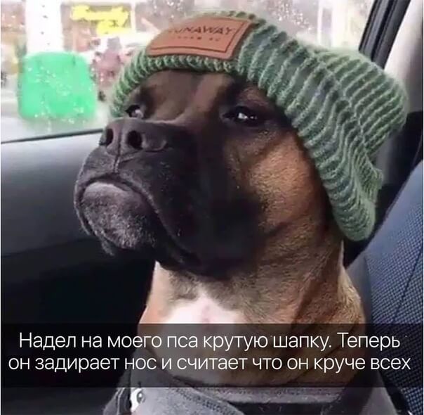 Надел на моего пса крутую шапку Теперь он задирает нос и считает что он круче всех