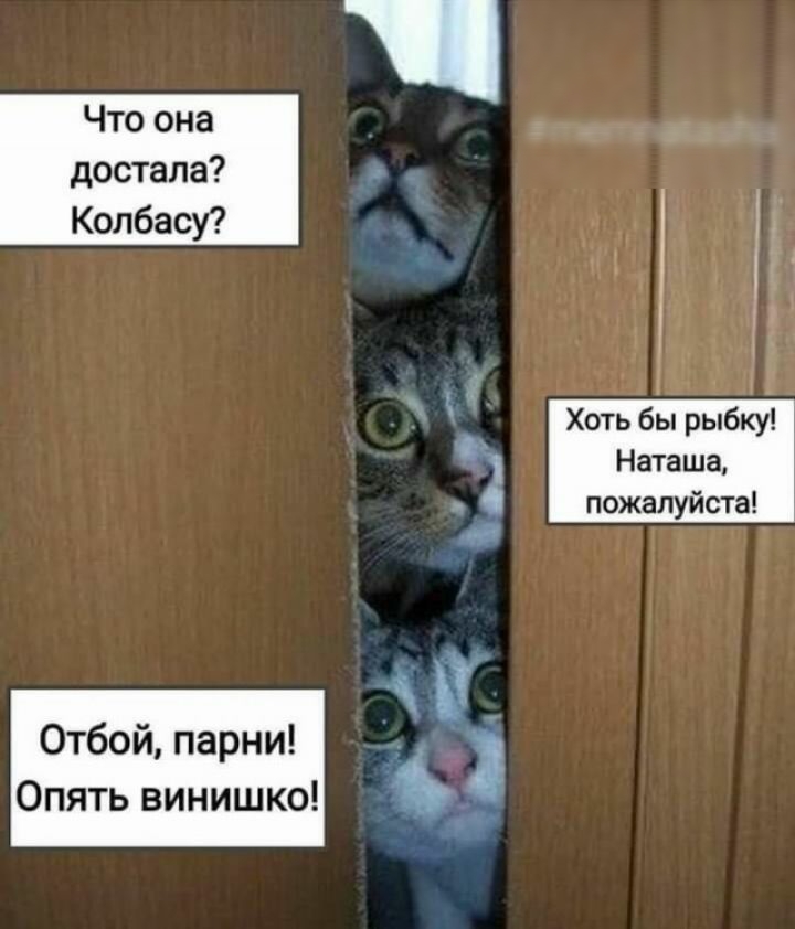 Что она достала Колбасу Хоть бы рыбку Наташа _ пожалуйста Отбой парни Опять винишко