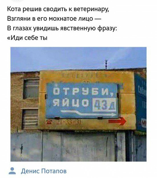 Кота решив сводить к ветеринару Взгляни в его мохнатое лицо В глазах увидишь явственную фразу Иди себе ты _ Денис Потапов