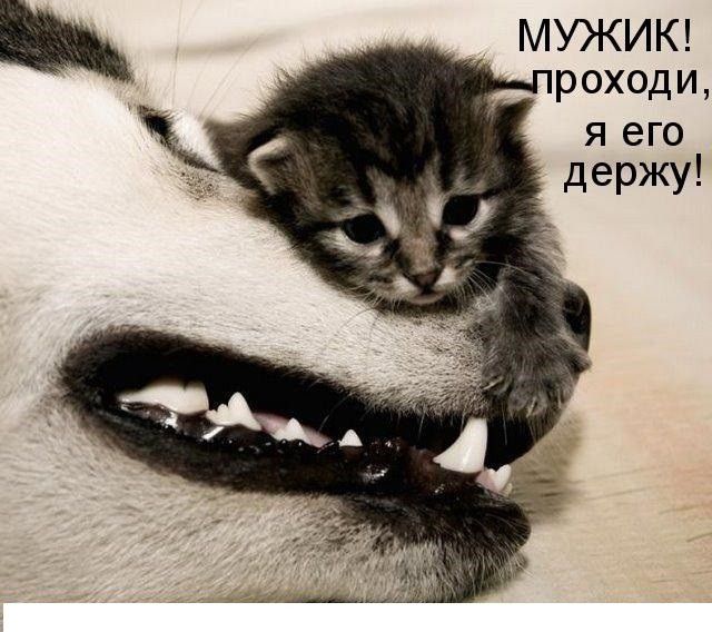 МУЖИК роходи я его держу