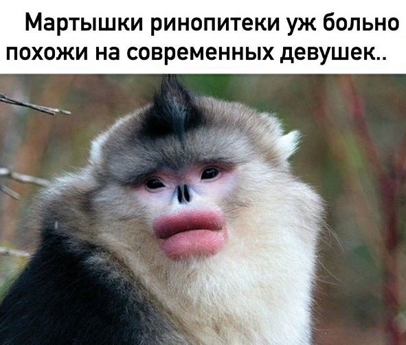 Мартышки ринопитеки уж больно похожи на современных девушек