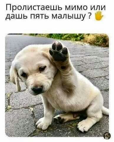 Пролистаешь мимо или дашь пять малышу