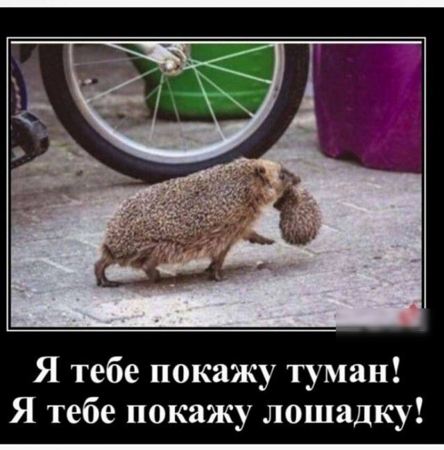 Я тебе покажу туман Я тебе покажу лошадку
