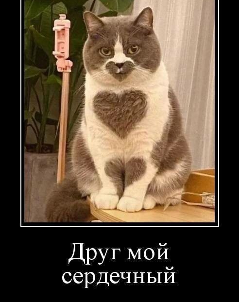 Друг МОЙ сердечный