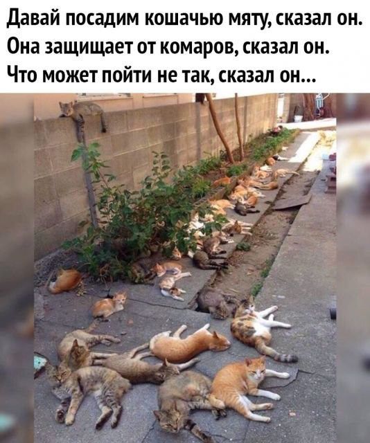 Давай посадим кошачью мяту сказал он Она защищает от комаров сказал он Что может пойти не так сказал он и г 1С _