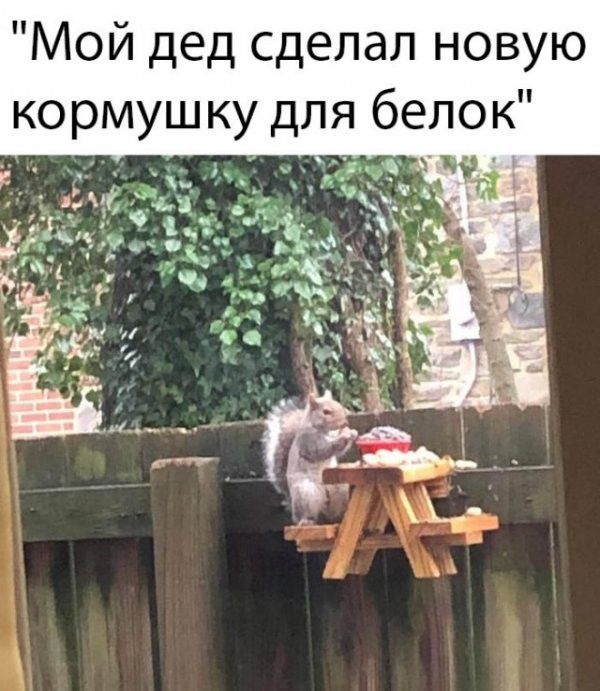 Мой дед сделал новую кормушку для белок
