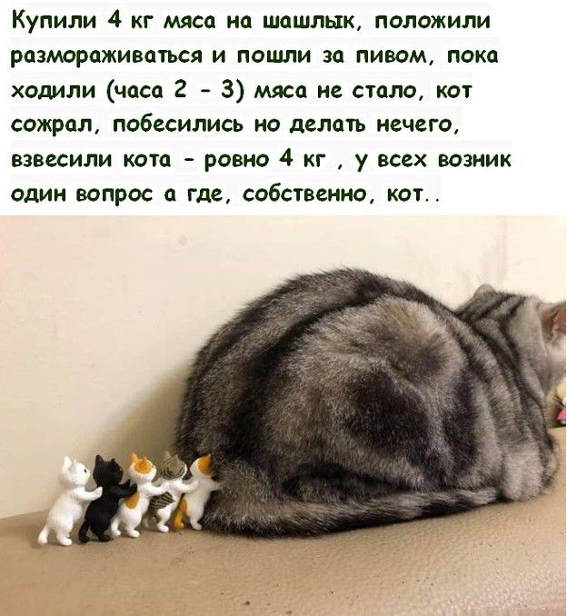 Купили 4 кг мяса на шашлык положили размораживаться и пошли за пивом пока ходили часа 2 3 мяса не стало кот сожрал побесились но делать нечего взвесили кота ровно 4 кг у всех возник один вопрос а где собственно кот