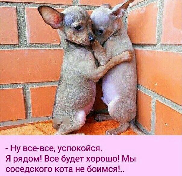 Ну все все успокойся Я рядом Все будет хорошо Мы соседского кота не боимся