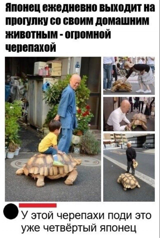 японец ежедневно выходит на ВВП по своим домашним животным опюмной чопопакой У этой черепахи поди это уже четвёртый японец