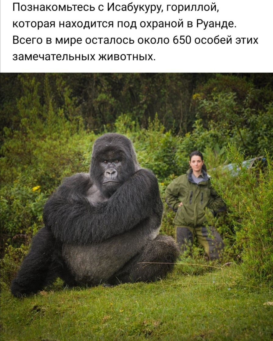 Познакомьтесь с Исабукуру гориллой которая находится под охраной в Руанде Всего в мире осталось около 650 особей этих замечательных животных