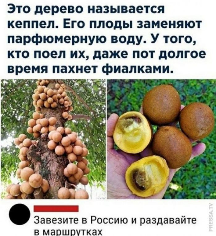 Это дерево называется кеппел Его плоды заменяют парфюмерную воду У того кто поел их даже пот долгое время пахнет фиалками Завезите в Россию и раздавайте в маршрутках